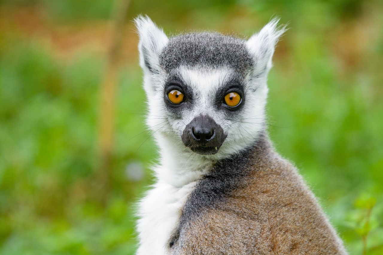 lemur  ring tailed lemur  primate free photo