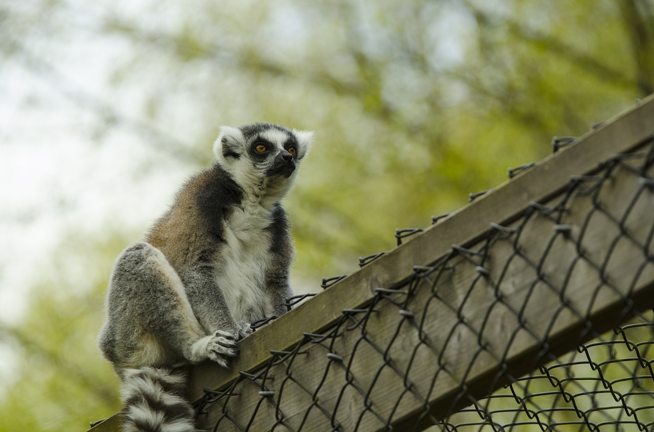 lemur  zoo  wildlife free photo