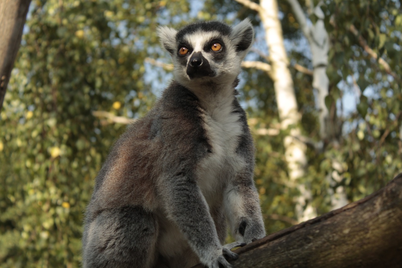 lemur  tree  wild free photo
