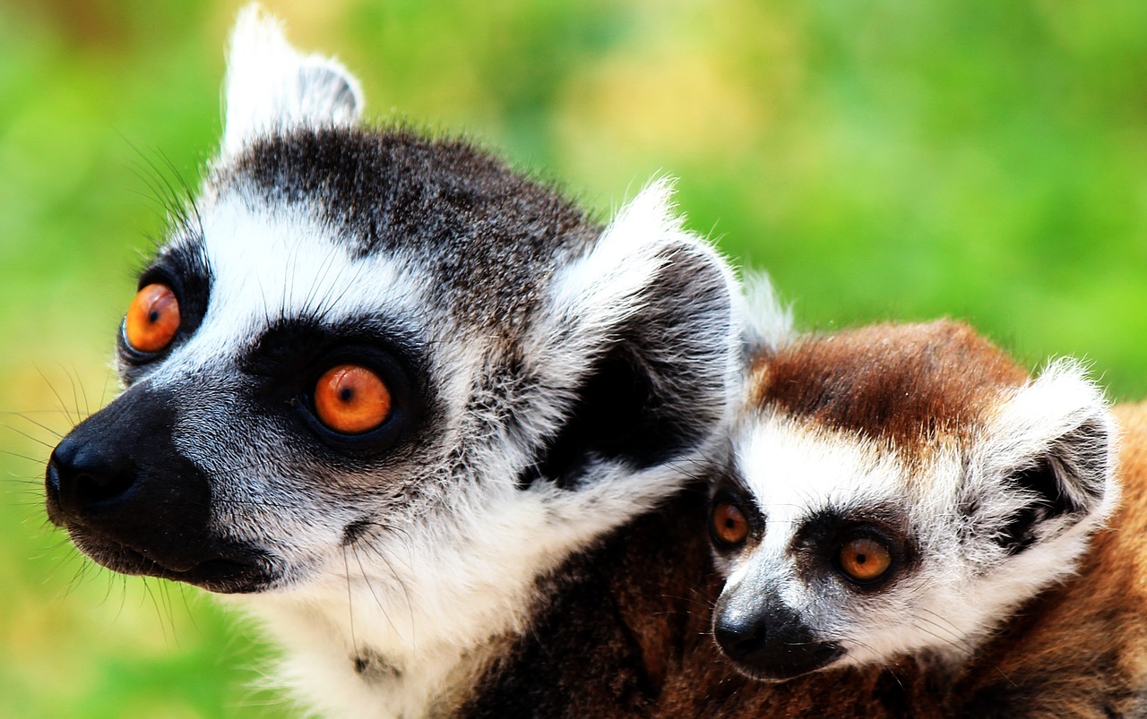 lemur  mother  and free photo