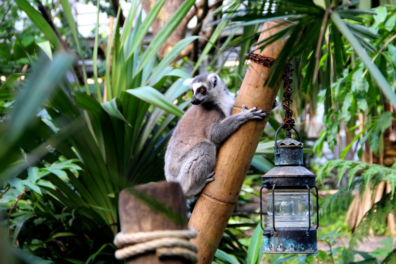 lemur  monkey  zoo free photo