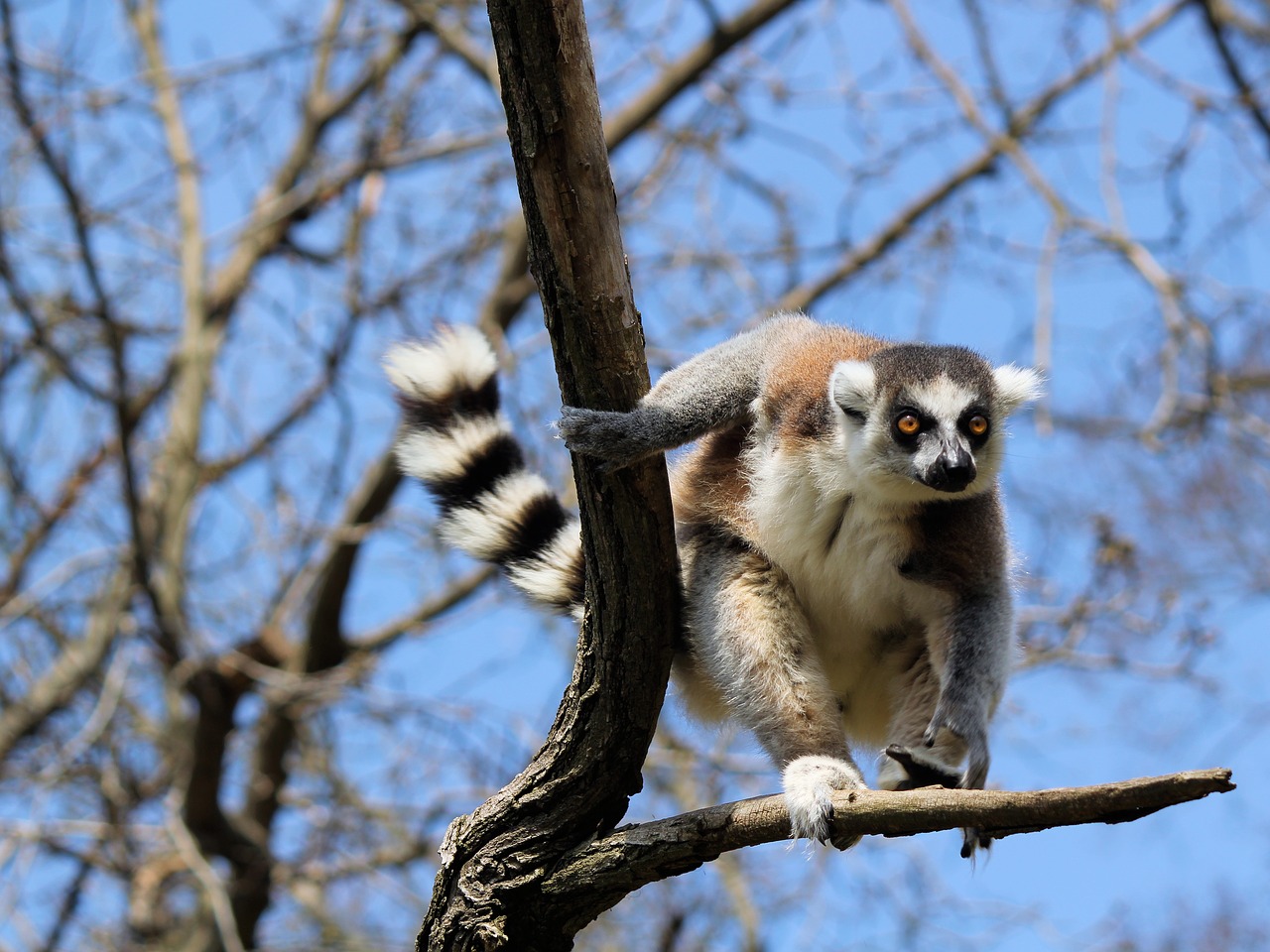 lemur  prosimian  primate free photo