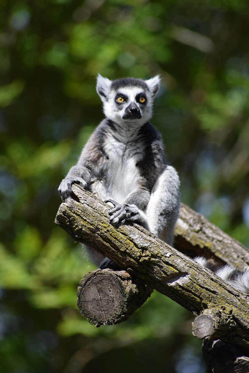 lemur  monkey  animal free photo