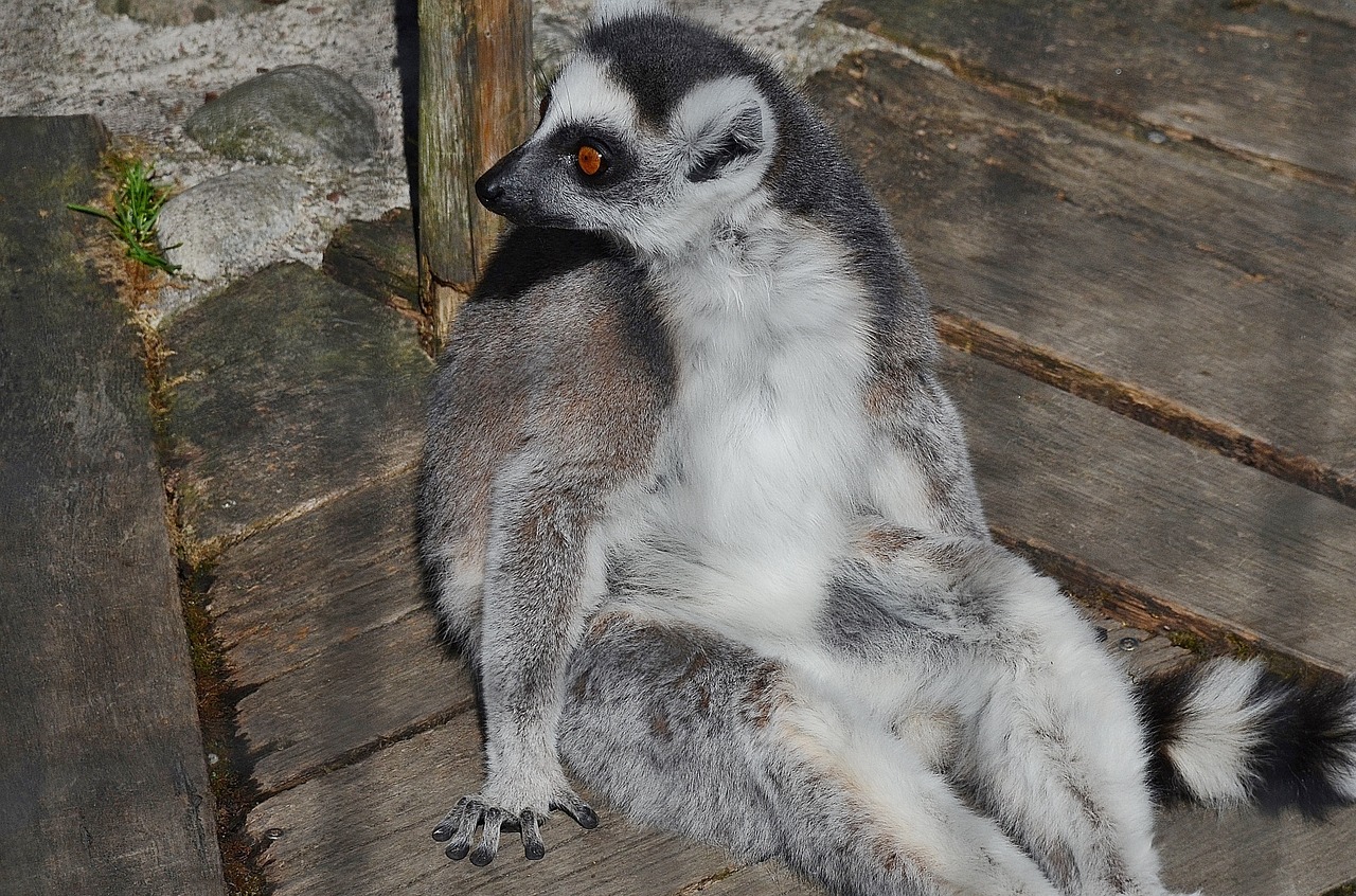 lemur mammal cute free photo