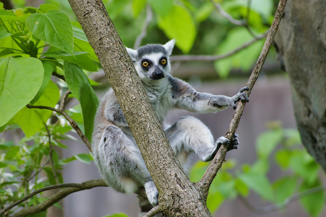 lemur  ring tailed lemur  animals free photo