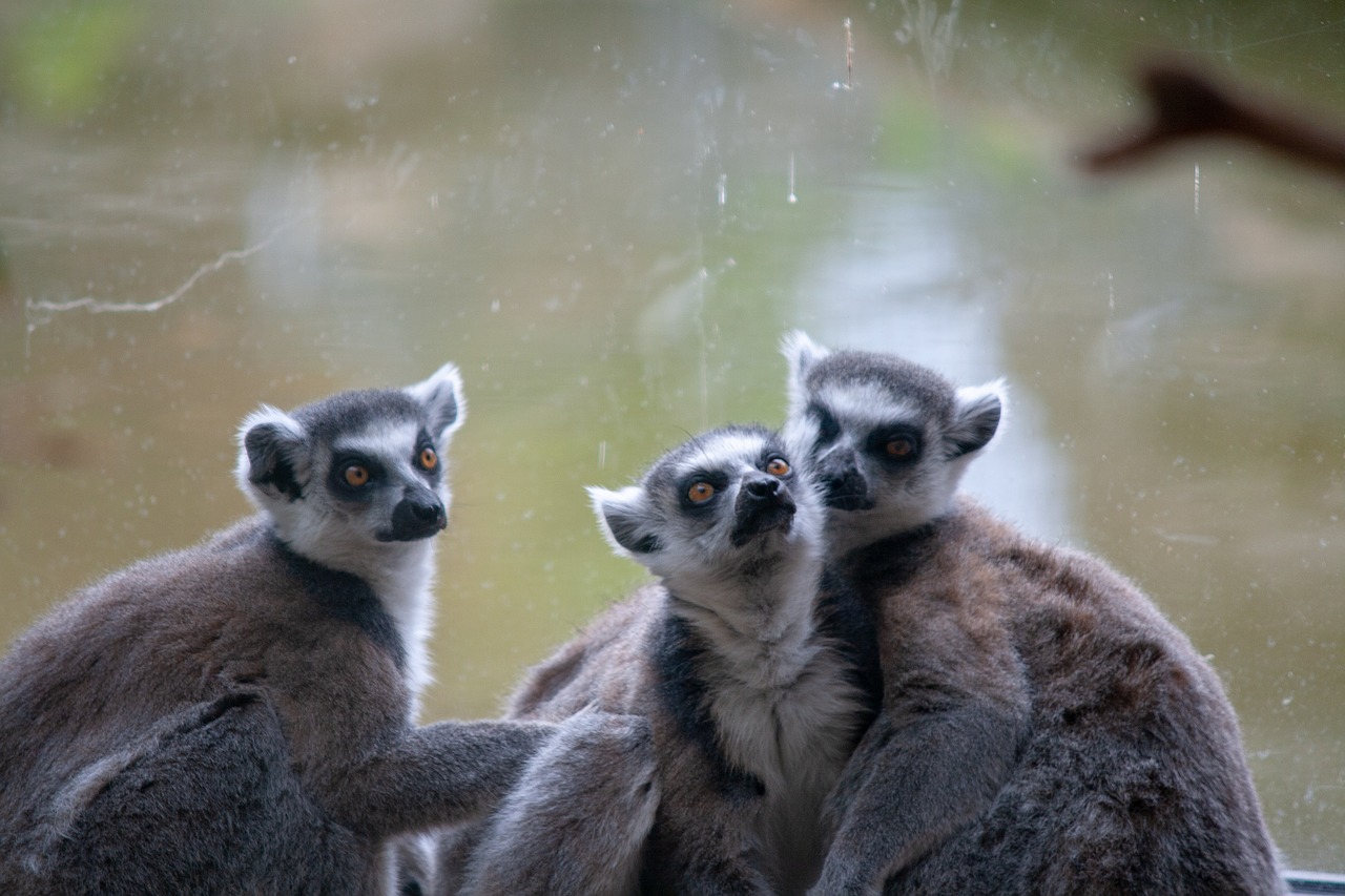 lemur  monkeys  primate free photo