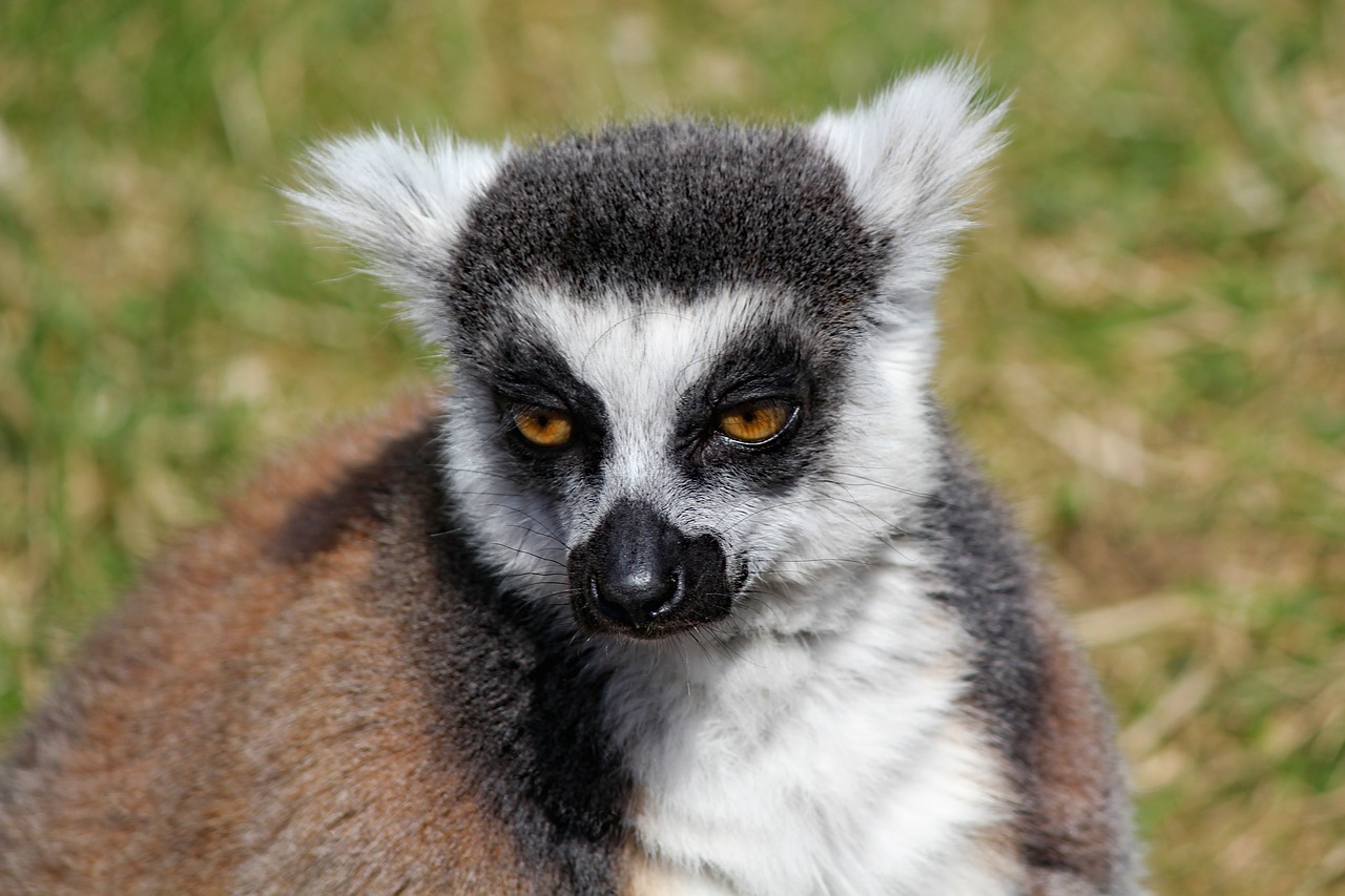 lemur  kata  prosimian free photo