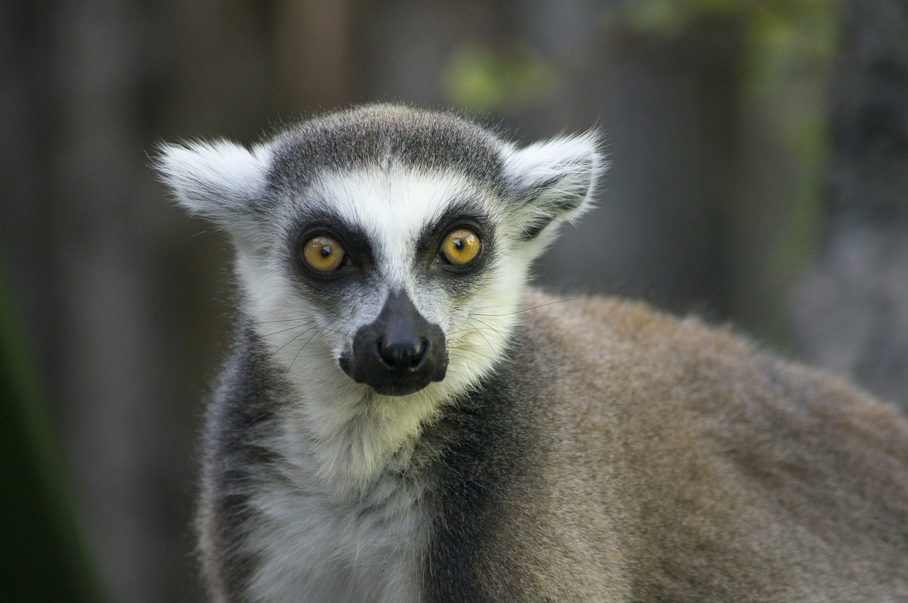 lemur  madagascar  funny free photo
