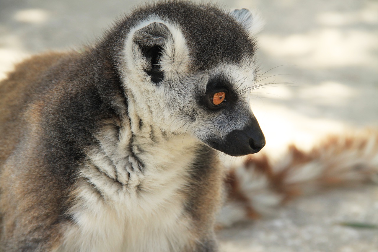 lemur  animal  animals free photo