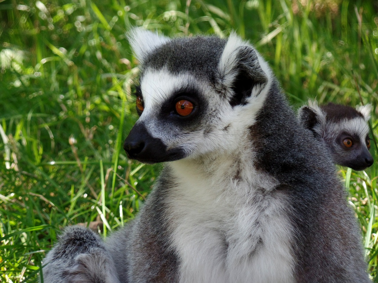 lemur park knuth borg free photo