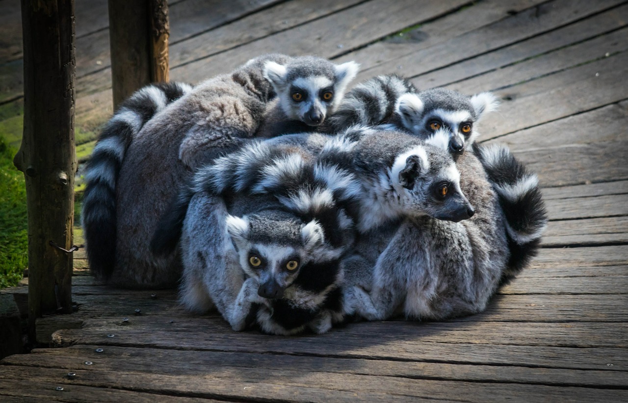 lemur skansen zoo free photo