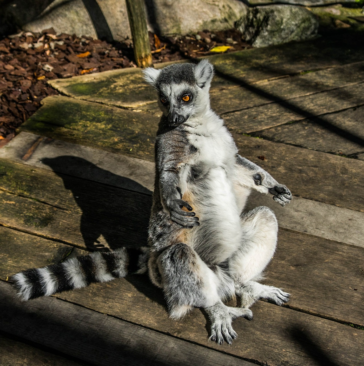 lemur portrait cuddly free photo