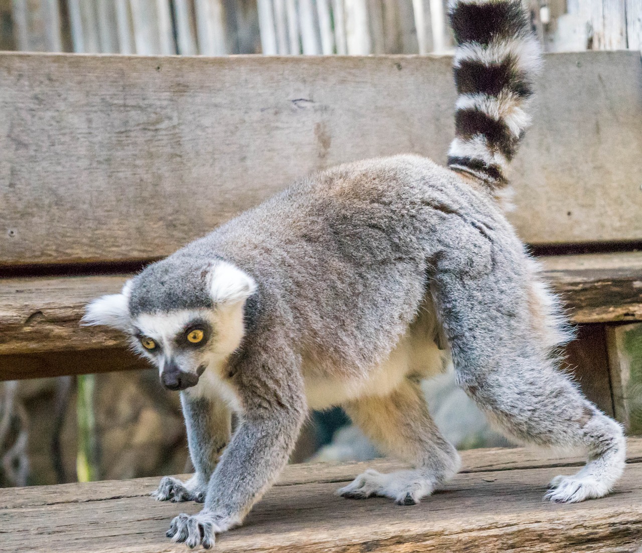 lemur nature eyes free photo