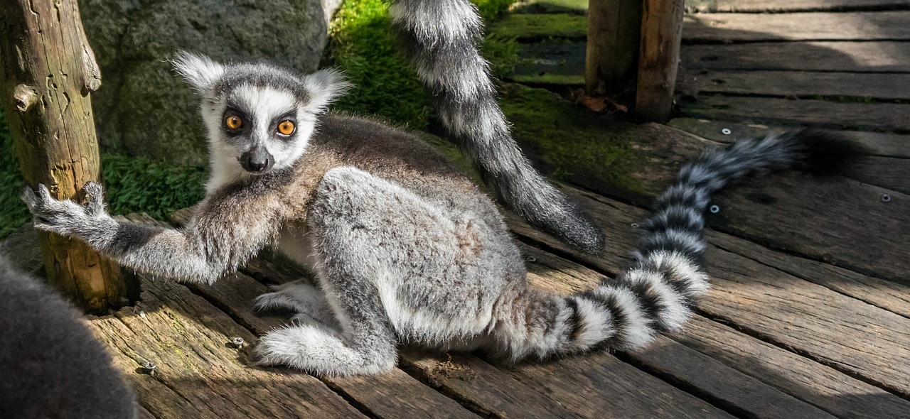 lemur adorable park free photo