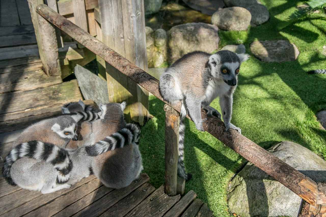 lemur ring-tailed cute free photo
