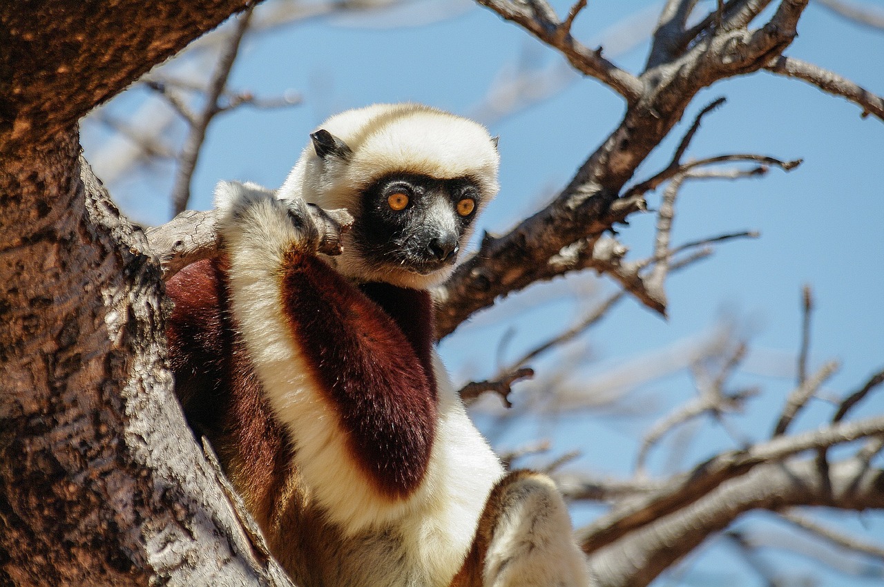 lemur monkey animal free photo