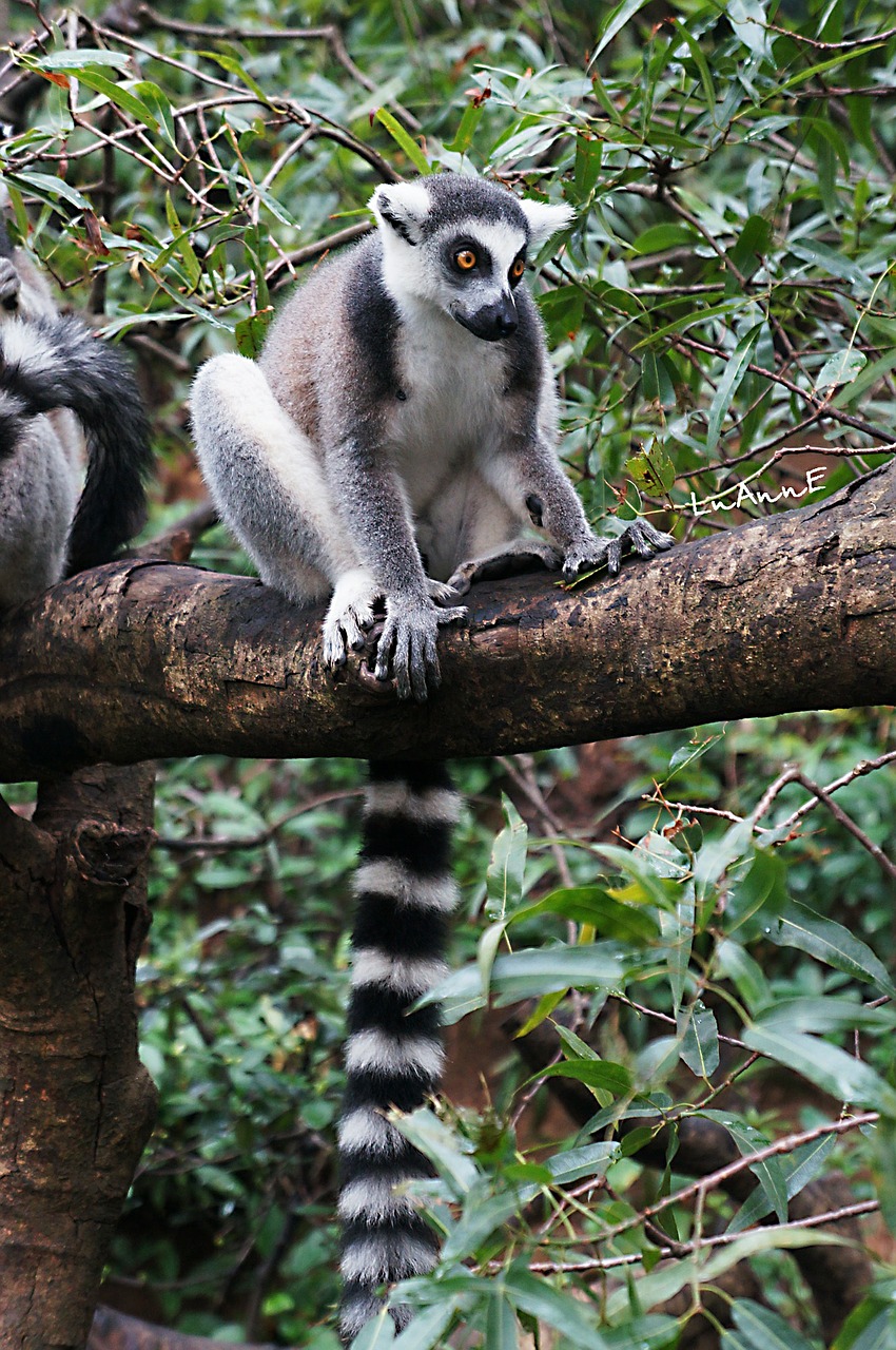 lemur animal cute free photo