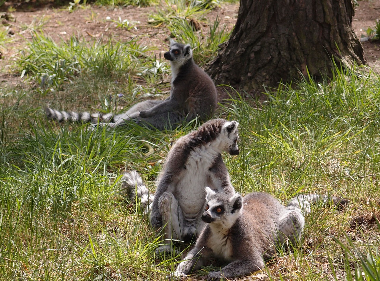 lemur wildlife animal free photo