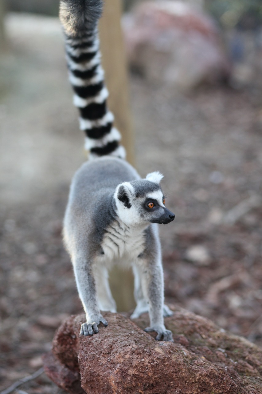 lemur animal animal world free photo
