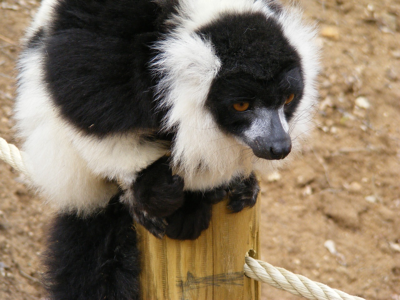 lemur maki monkey maki free photo