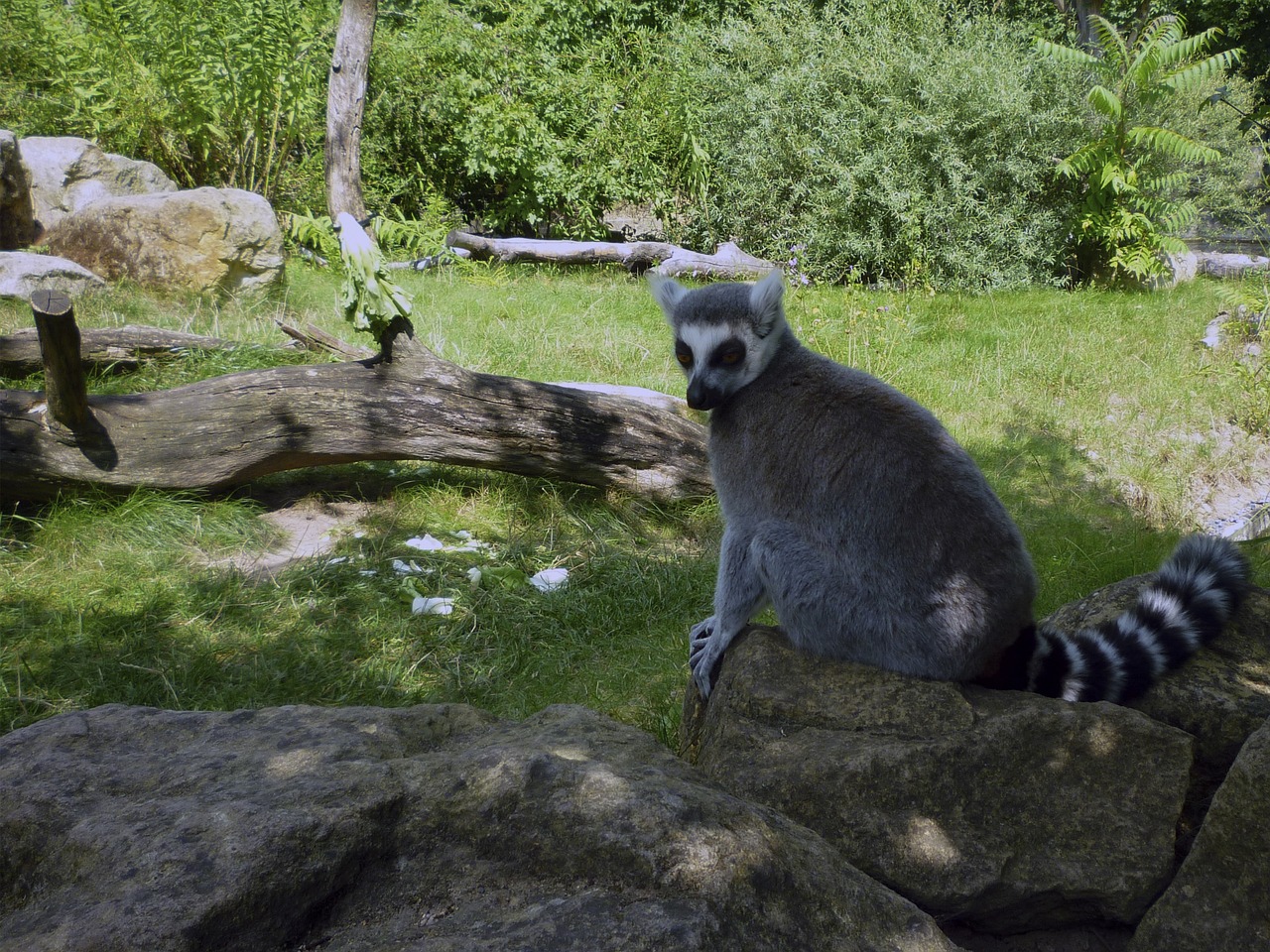 lemur zoo dresden summer free photo