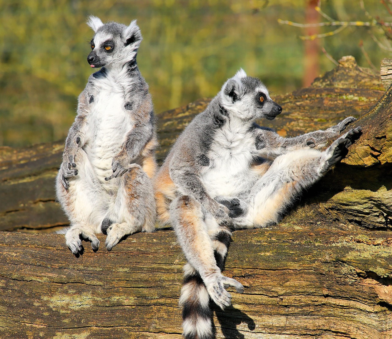 lemur lemurs mammals free photo