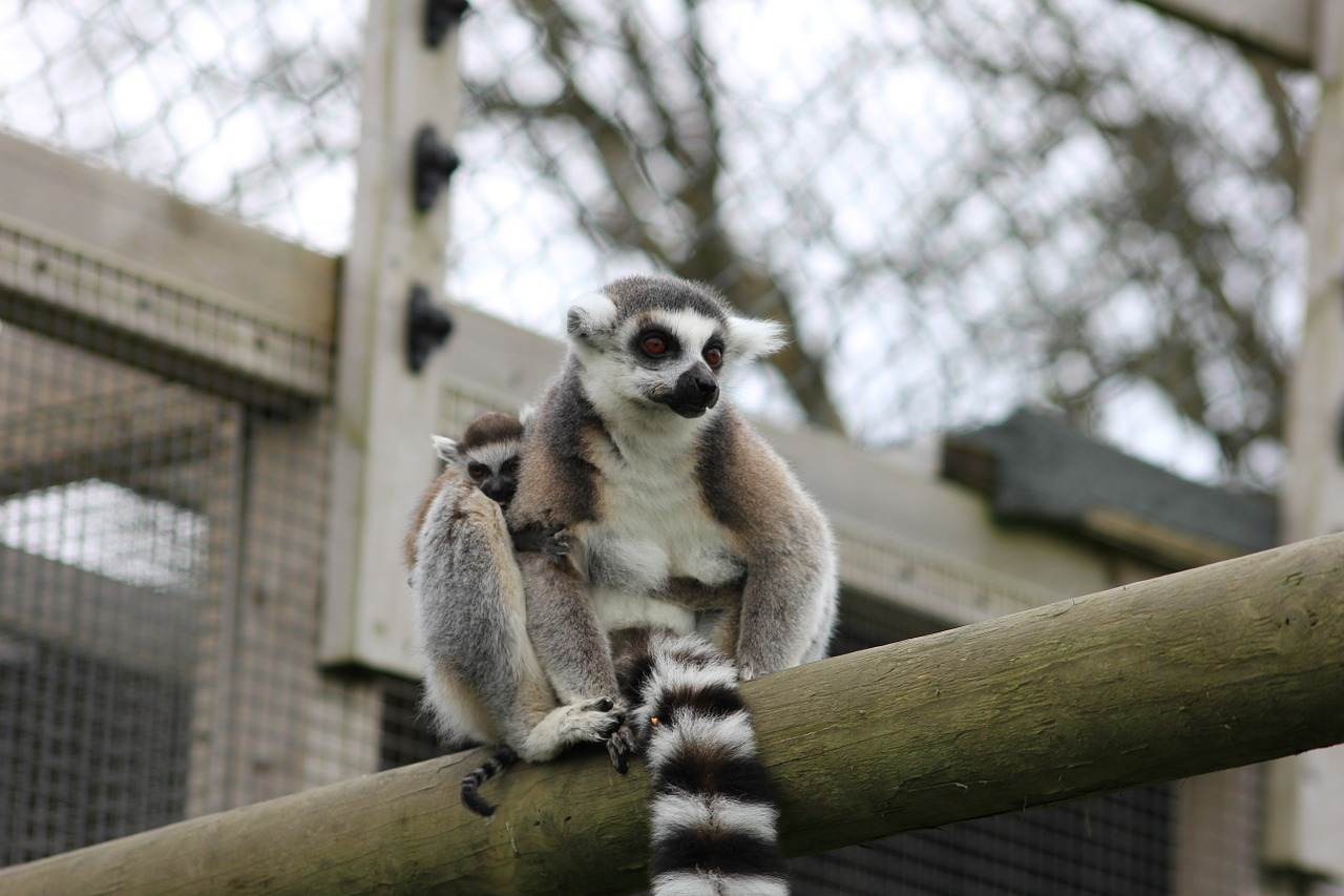 lemur safari baby lemur free photo