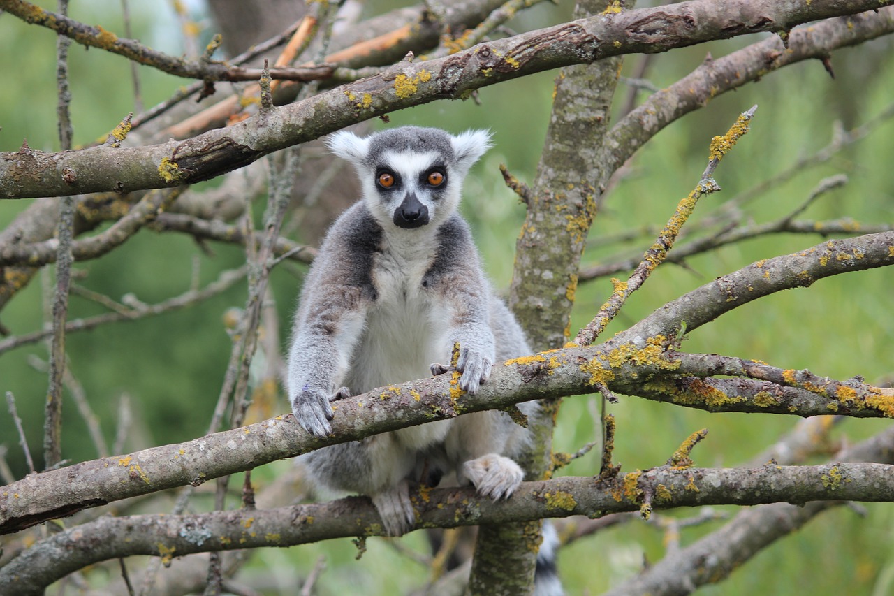 lemur animals wild free photo