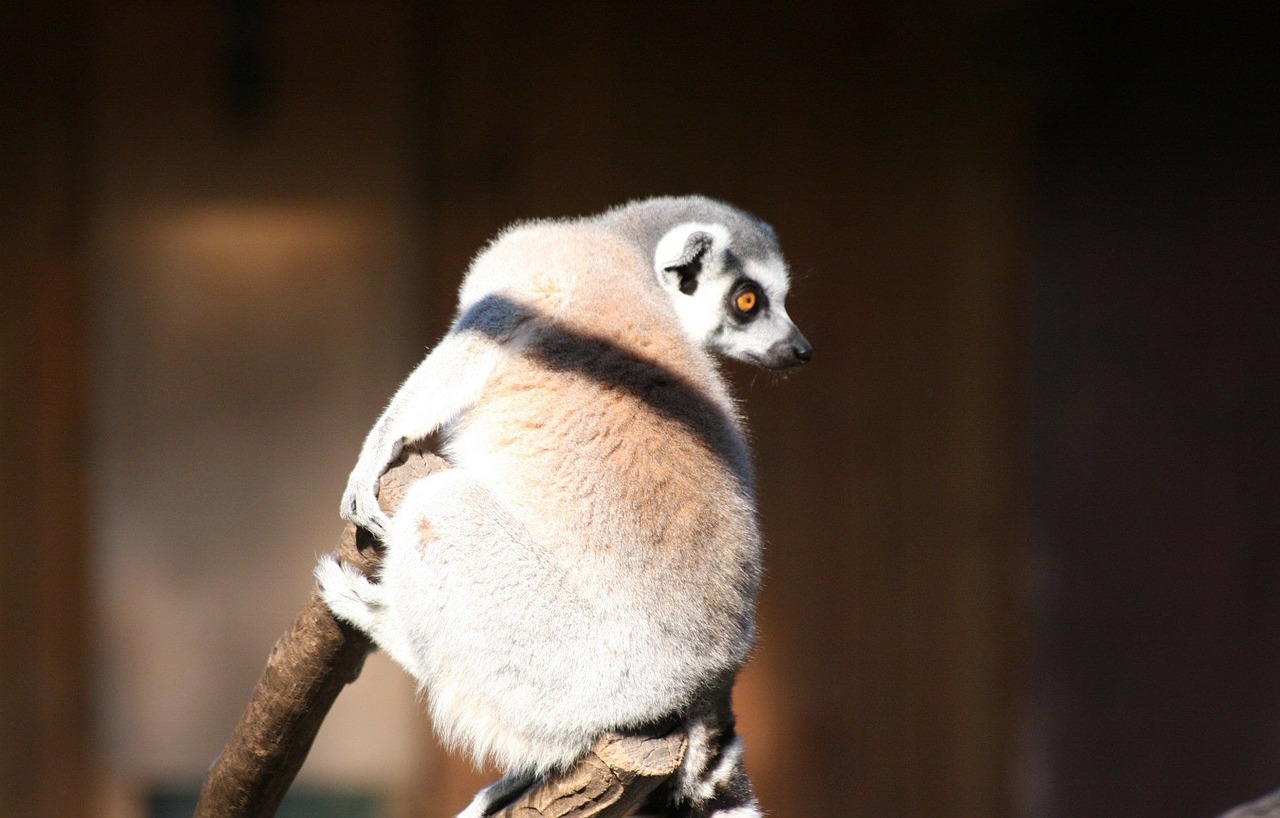 lemur tree branch wildlife free photo