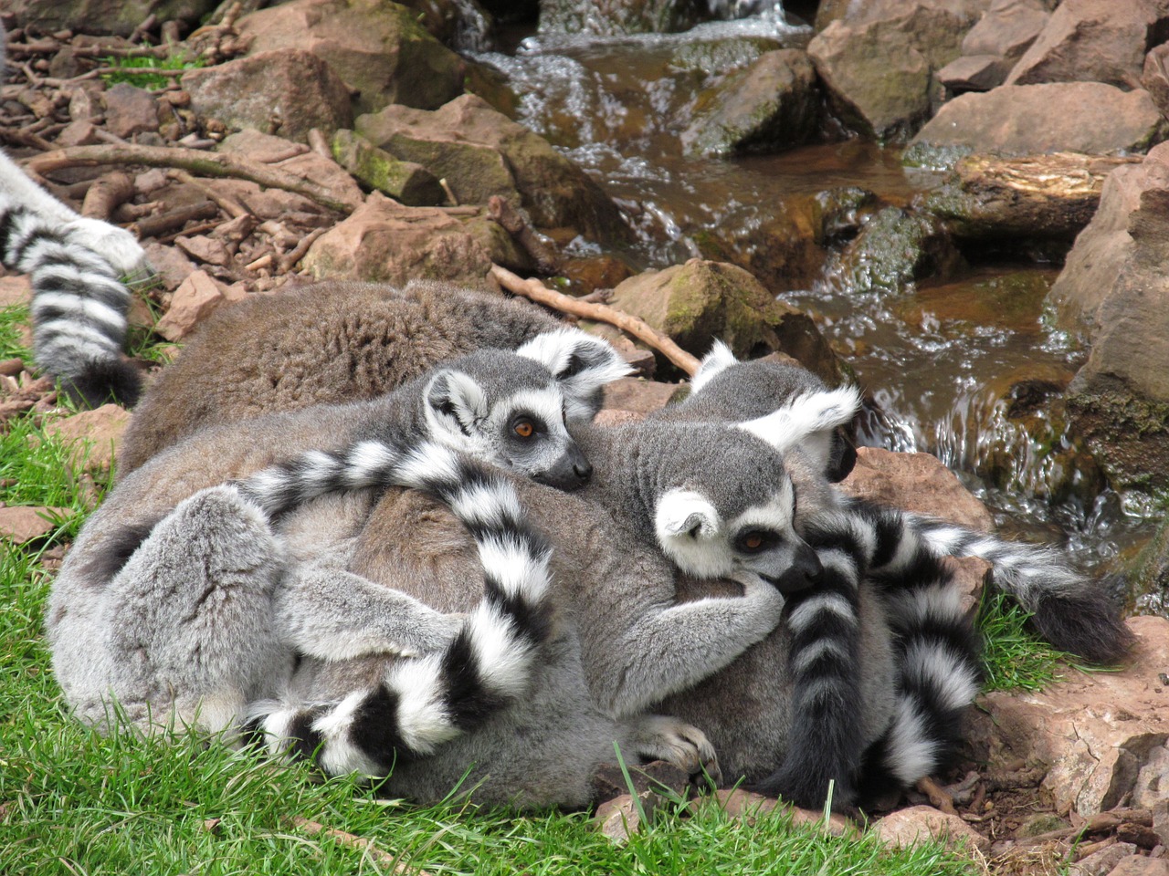 lemur cuddle cute free photo