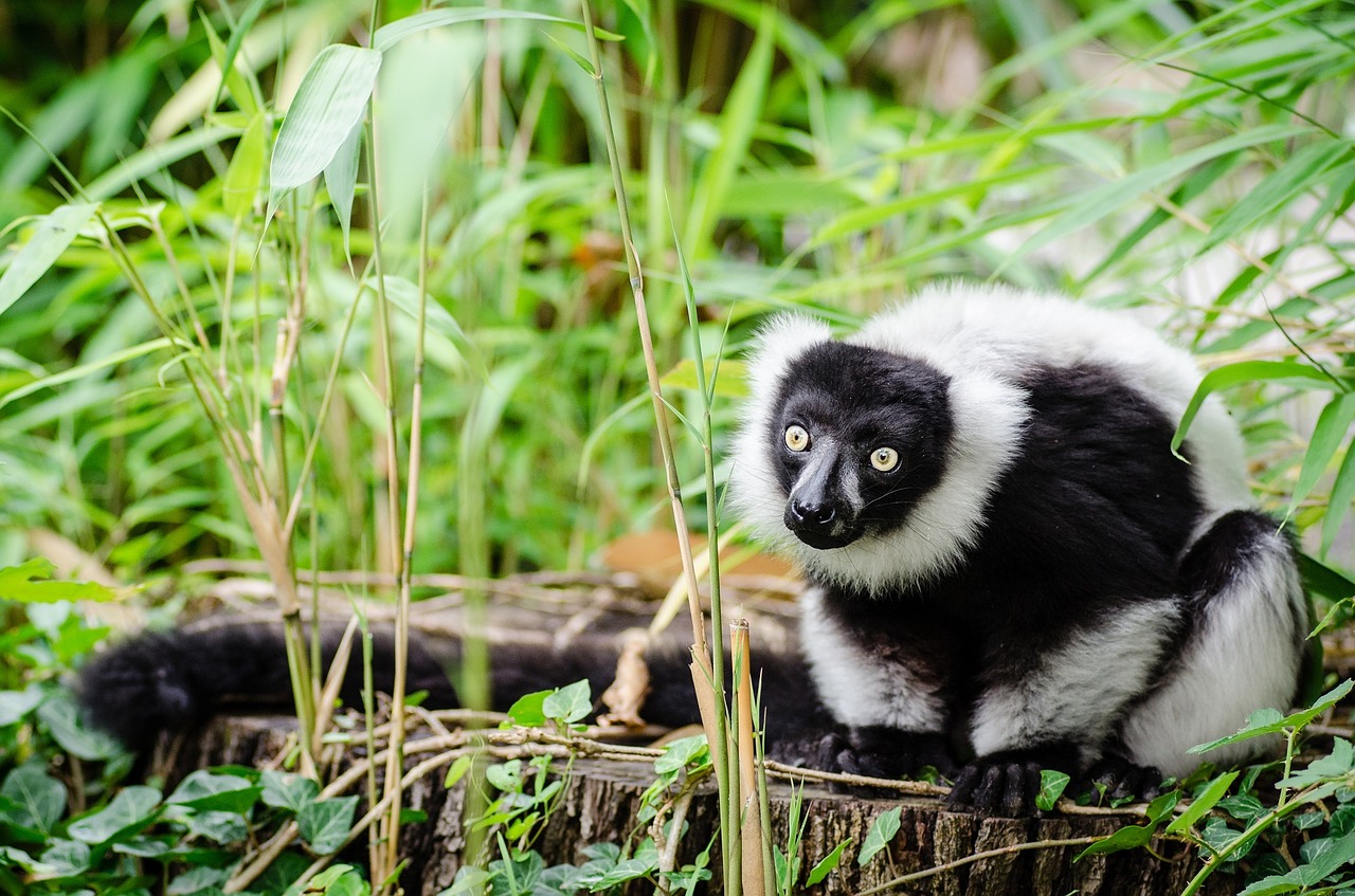 lemur black white free photo