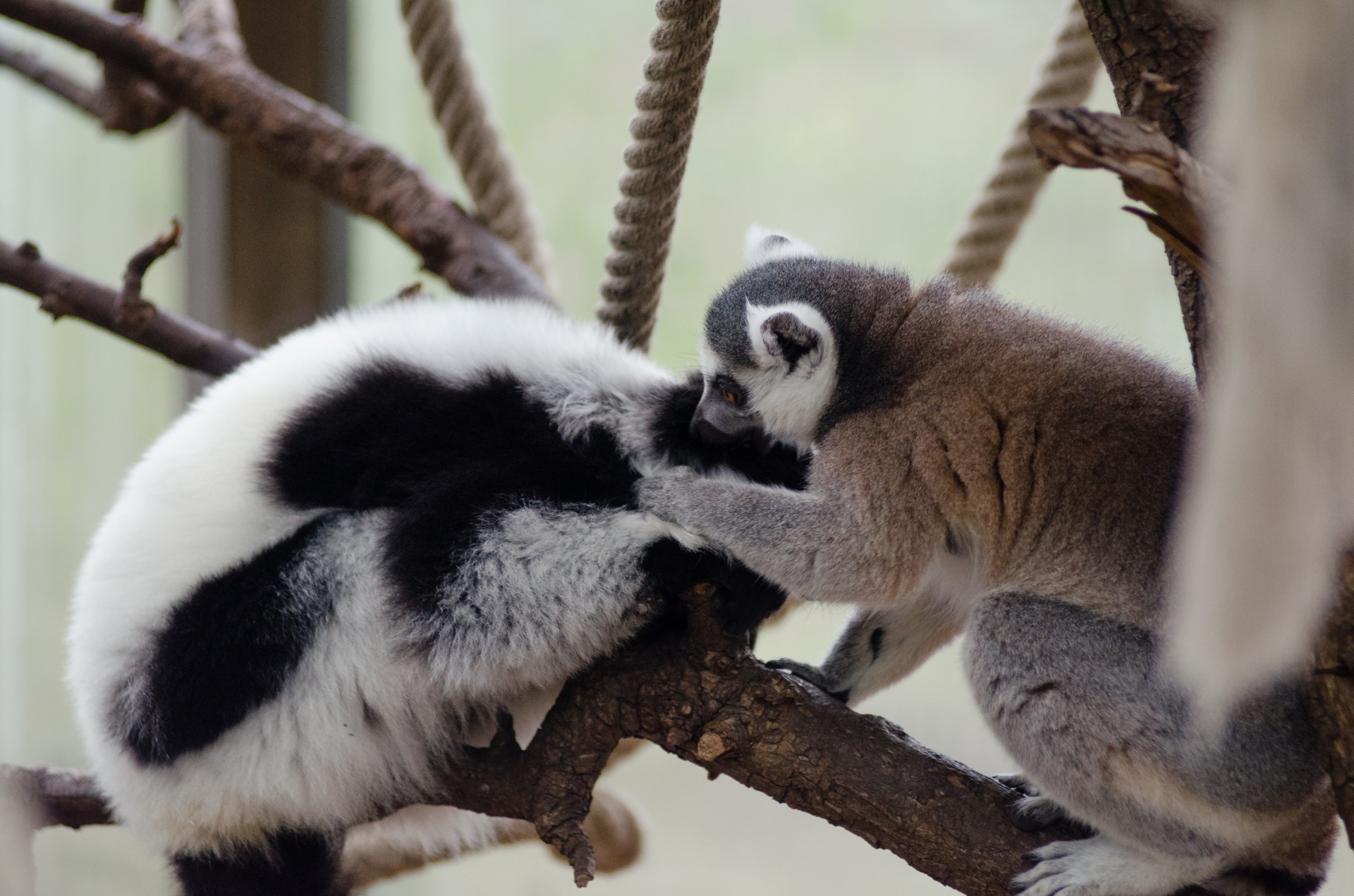 lemur ring prosimians free photo