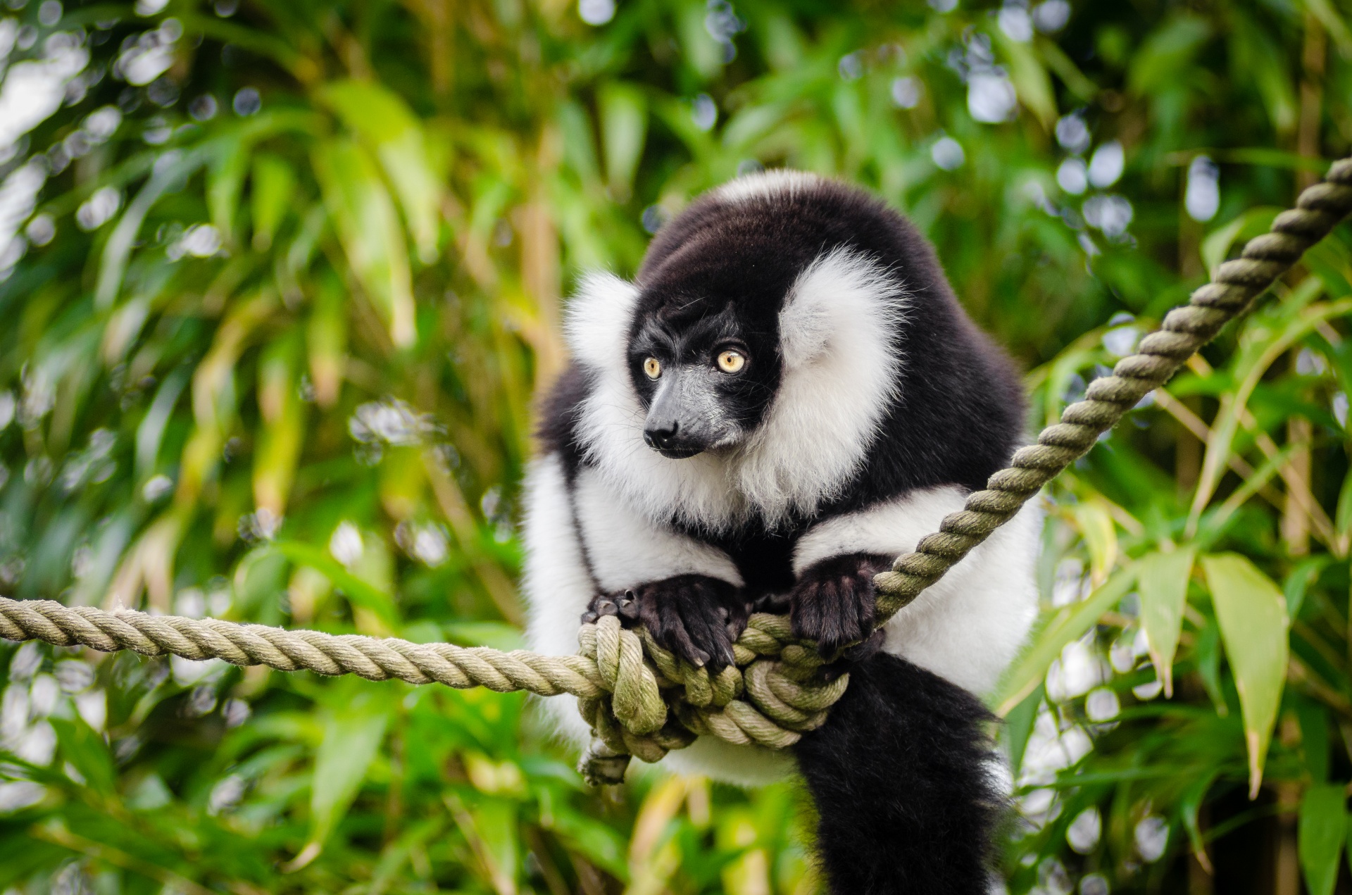 lemur ring prosimians free photo