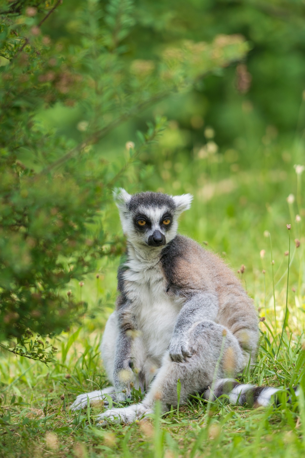 lemur animal wild hair free photo