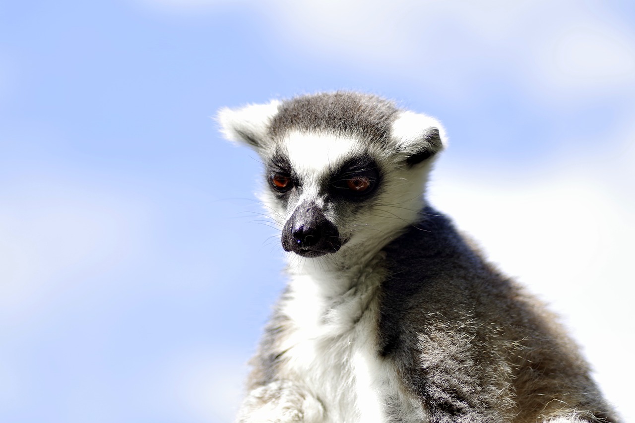 lemur katta mammal animal free photo