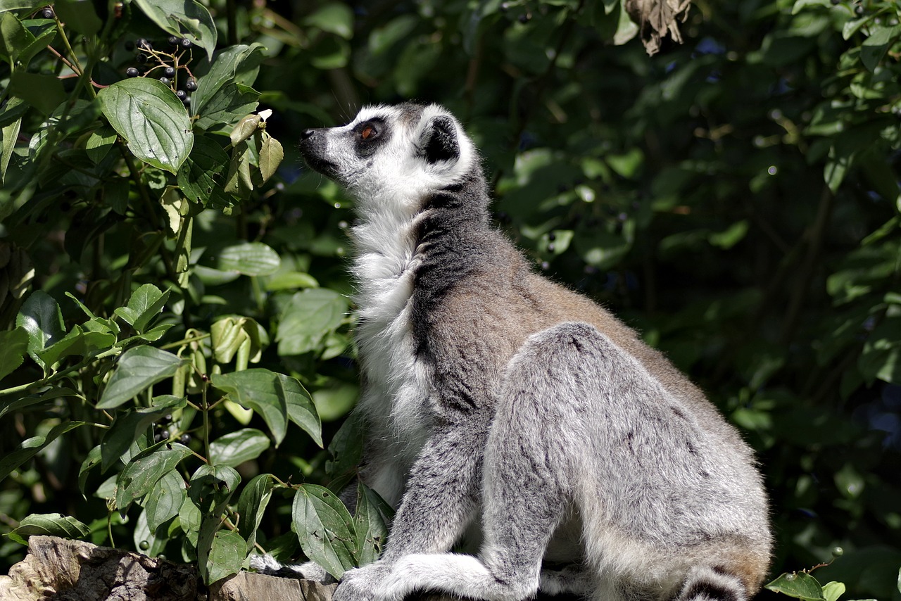 lemur katta mammal animal free photo