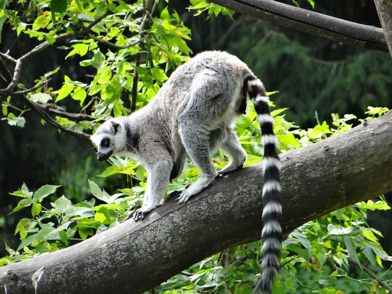 lemur katta mammal nature free photo