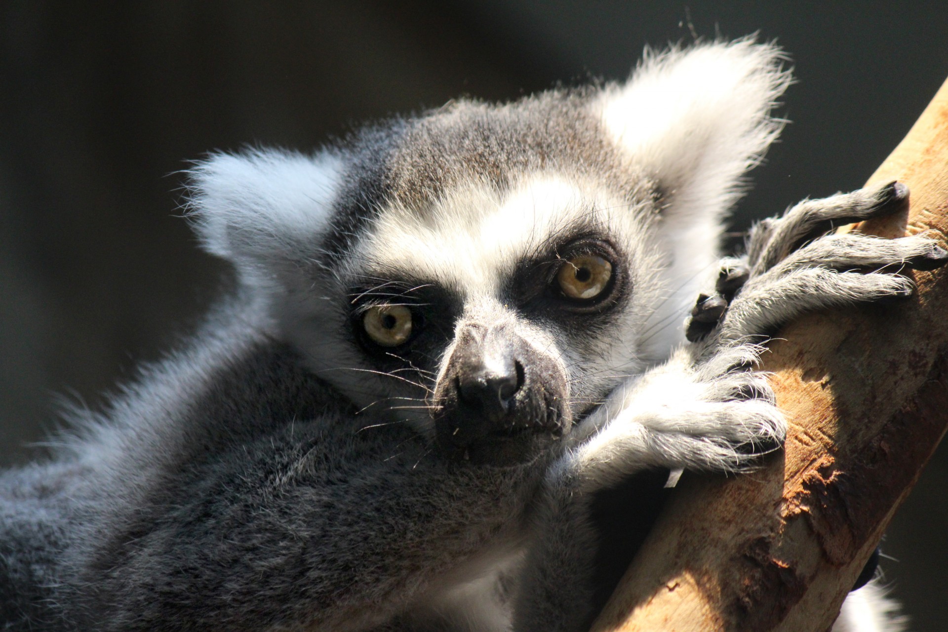 lemur primate fur free photo