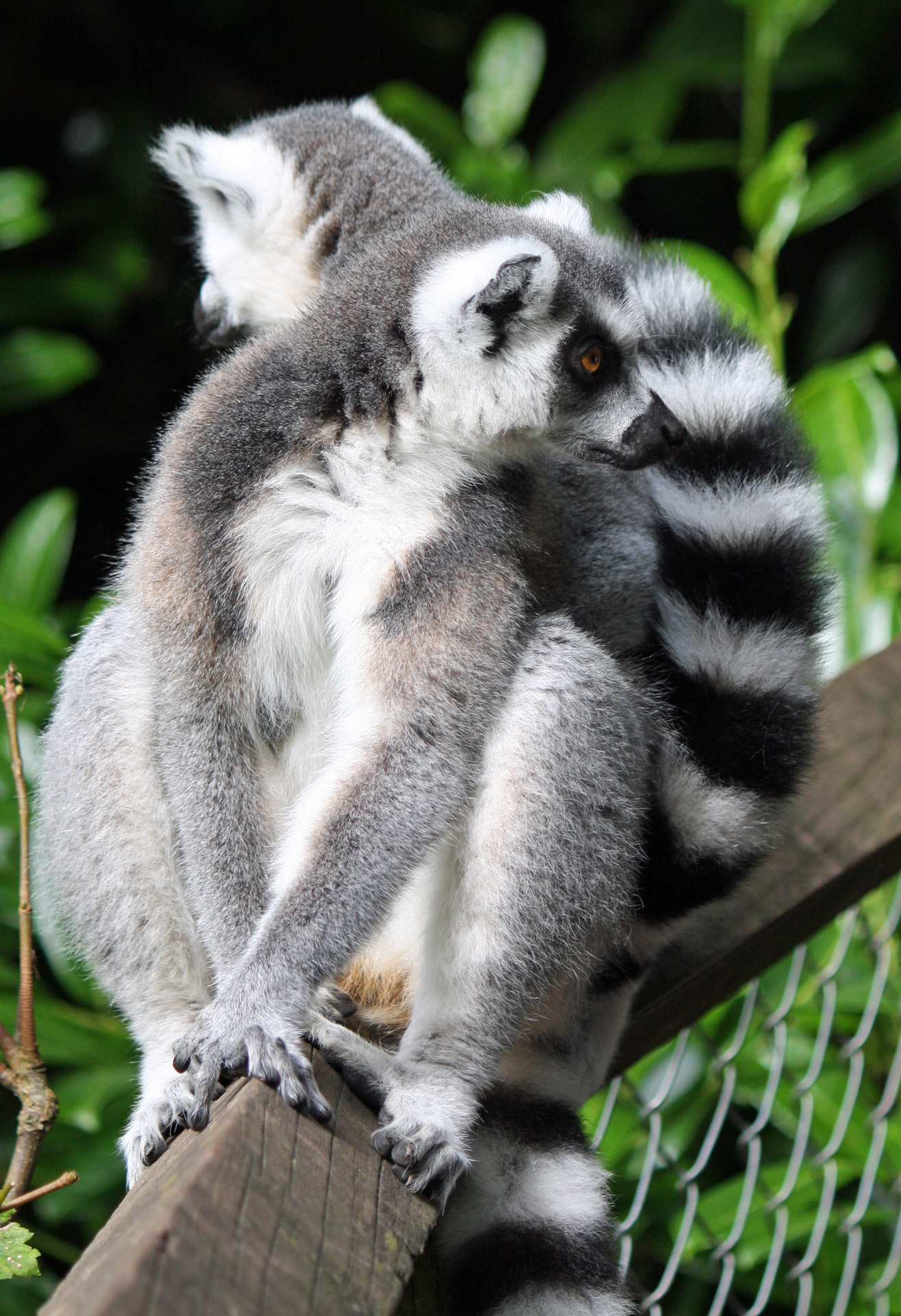 lemur lemurs ring-tailed free photo
