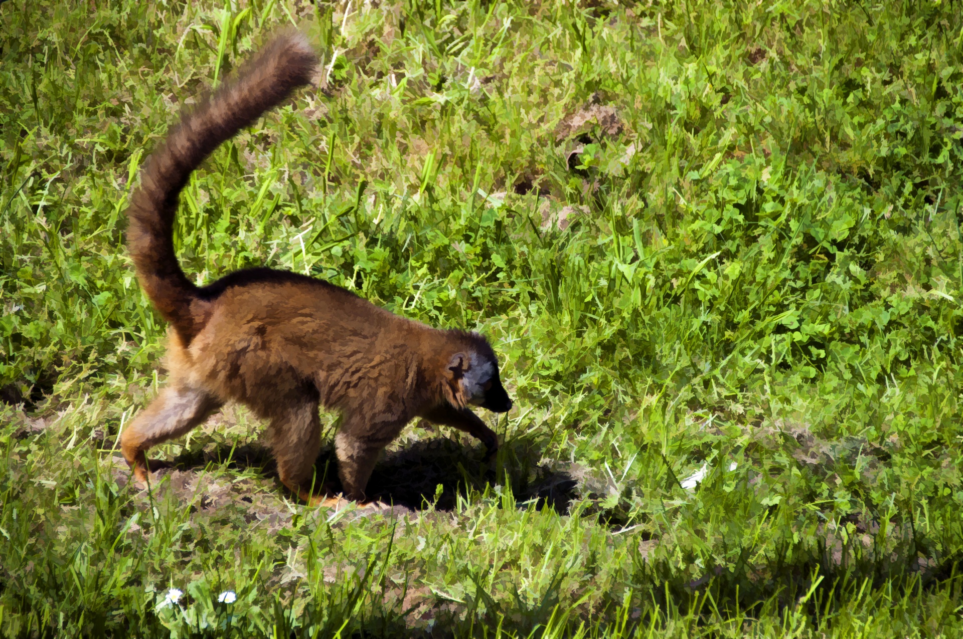 lemur lemurs brown free photo