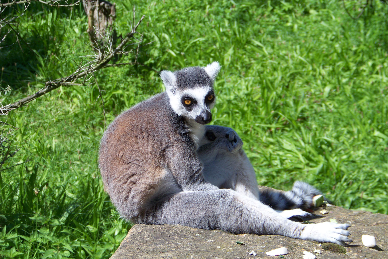lemur animal lemur free photo