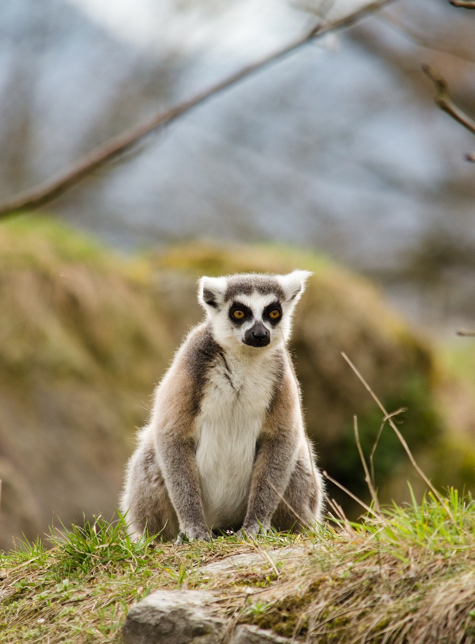 Lemure,zoo,ring tailed lemur,tiergarten,free pictures - free image from ...