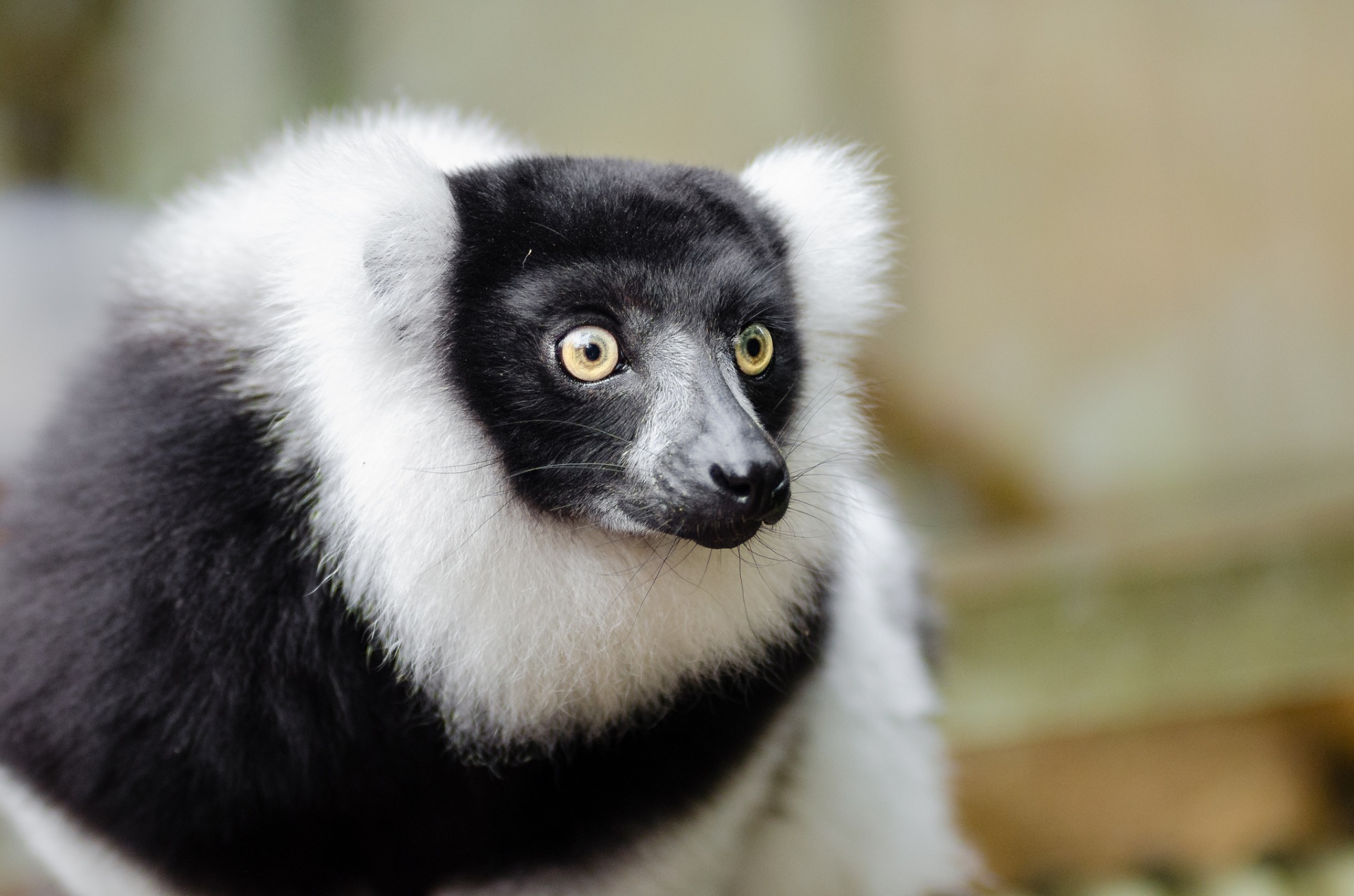 lemur ring tail free photo