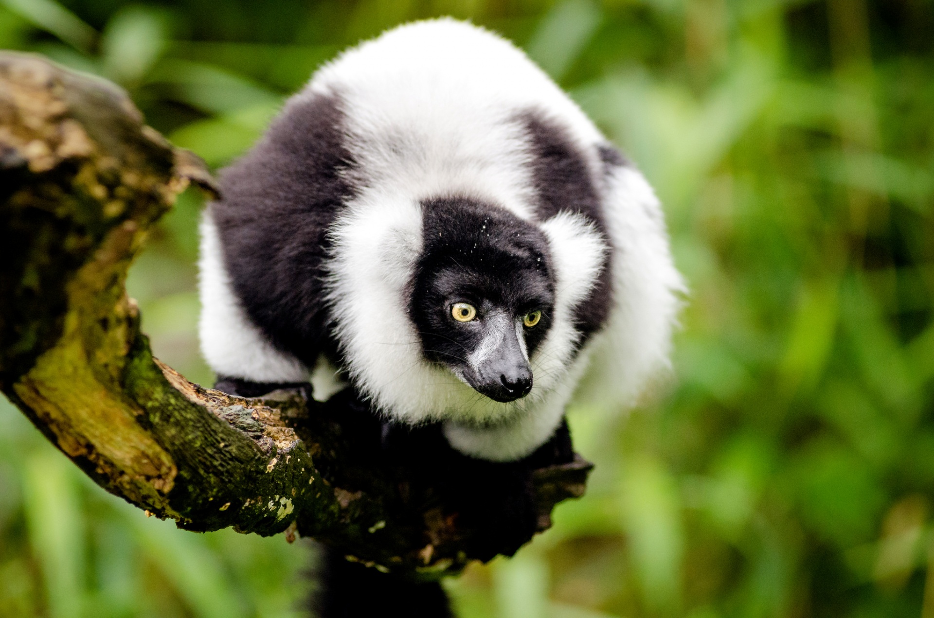 lemur ring tail free photo