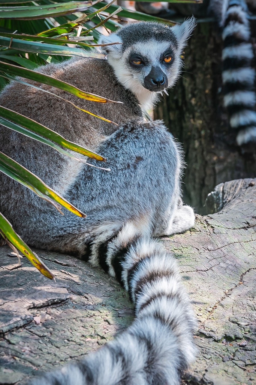 lemuroidea  lemur  animal world free photo