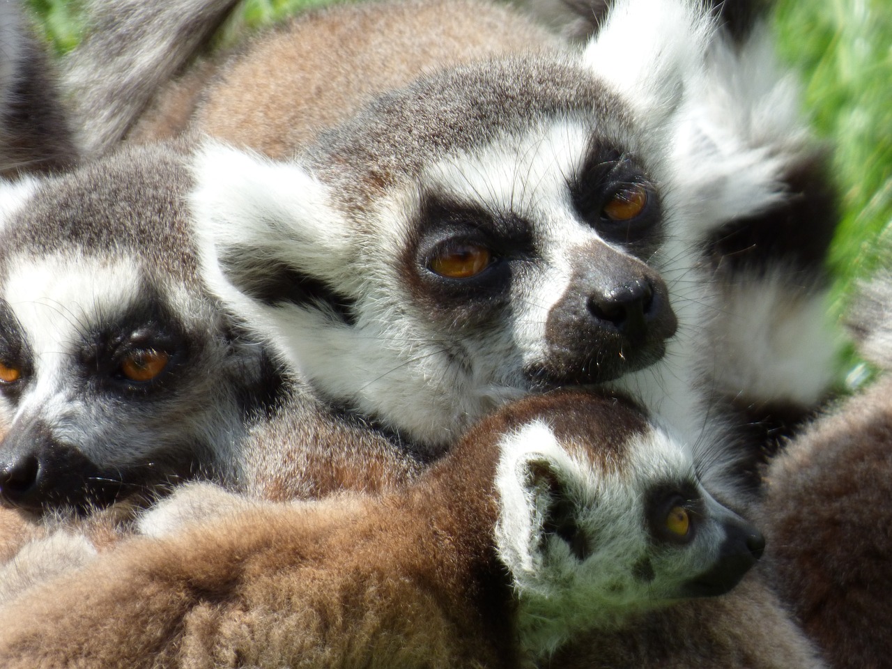 lemurs maki catta park felines free photo