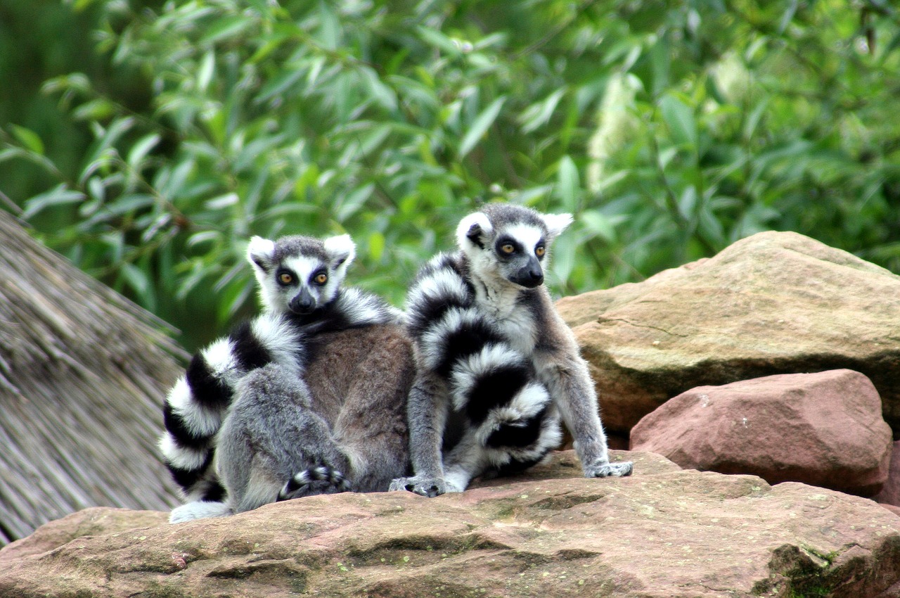 lemurs zoo animals free photo