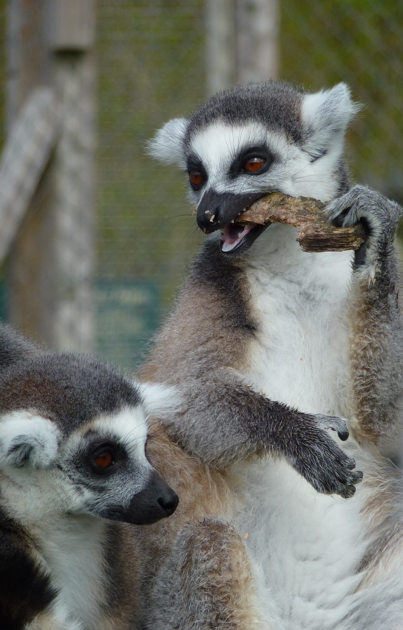 lemur's longleat eating free photo