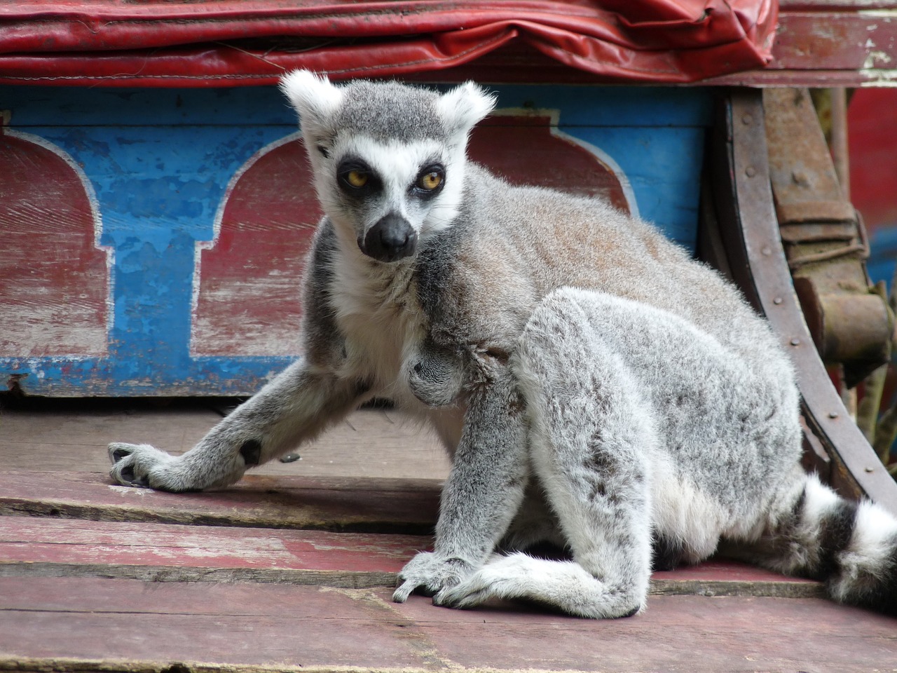 lemurs monkeys eyes free photo