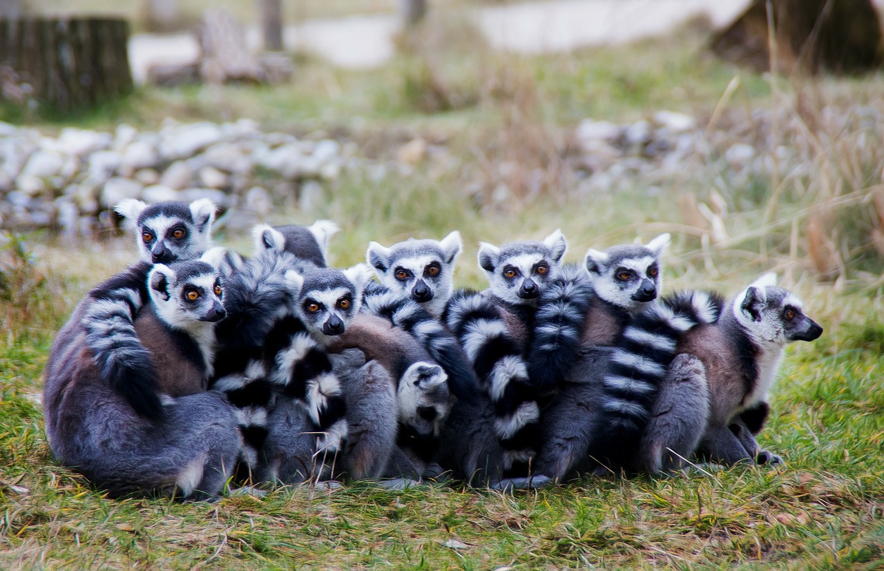 lemurs prosimians lermuren free photo